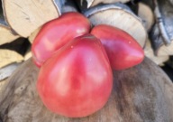 Pomidor Hidden Treasures of A Timeless stara odmiana nasiona kolekcjnerskie