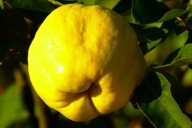 PIGWA wielkoowocowa JABŁKOWA