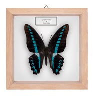 Motyl w gablotce Graphium milon