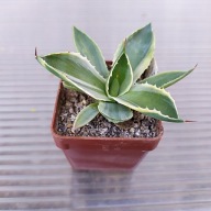 *KAKTUSY* AGAVE PARRYI V. PATTONA - WM 9807