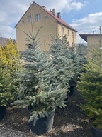 Świerk kłujący srebrny Omega 180-200cm