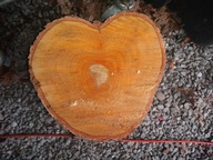 PLASTER plastry DEBU DĄB BRZOZY BRZOZA ŁÓDŹ PODSTAWKA stopien chodnik