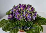 FIOŁEK AFRYKAŃSKI ### AV POLET VALKIRII ### 1LIŚĆ