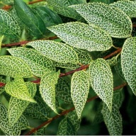 Forsycja zielona Kumson (40)- 3 l