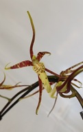 storczyk oncidium cambria brassia 20