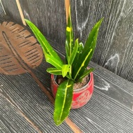 Codiaeum Kroton sunny star SADZONKA 30 cm