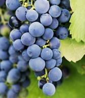 Winorośl 'Alwood' - Słodka