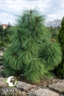 BARDZO DŁUGIE IGŁY Sosna czarna 'Maritima' Pinus nigra