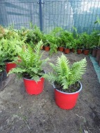 Paproć ogrodowa sadzonka w pojemniku P 9 -20 cm pod drzewa zadarniająca