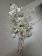 lunaria miesięcznica srebrniki judasza naturalne gałązki suszone