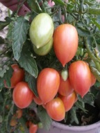 Pomidor Maglia Rosa unikat! koktajlowy niski nasiona kolekcjonerskie