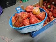 Miechunka Kwiaty trawy suszone suszki ozdoby