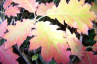 Dąb czerwony Rubra okaz 190 cm pienny okaz kolumnowy inny