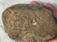 Skamieliny minerały koralowce