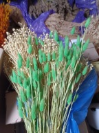 dmuszek jajowaty lagurus naturalny suszony bukiet zielony