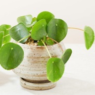 Pilea pepermioides pieniążek SADZONKA 15 cm