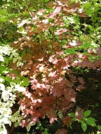 Klon Red karłowy czerwony szczepiony okaz krzewiasty inny