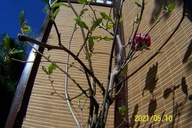 Magnolia róża jaśmin wisteria lilak kalina inna