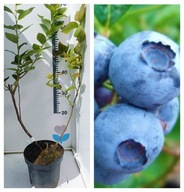 Borówka Amerykańska Jagoda DUKE 3-letnia Sadzonki C2