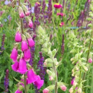 Naparstnica Purpurowa - 1000 nasion