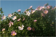 RÓŻA LAXA SADZONKA W POJEMNIKU 20 cm NA ZYWOPŁOTY NALEWKI I DZEMY SOKI