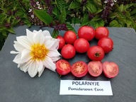 Pomidor Polarnyje Polar Baby Bush niski do donicnasiona kolekcjonerskie