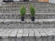 Bukszpan Piękna sadzonka