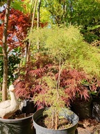 Brzoza Dwarf pendula karłowa miniatura buk lipa dąb inna