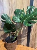 Montera Big Form C1 ~60cm