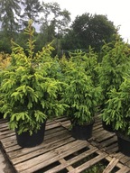 Świerk pospolity Końca 130-160cm