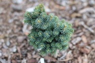 WSPANIAŁY GATUNEK I ODMIANA Świerk schrenka 'BAO' C5