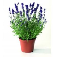 Lawenda Wąskolistna FIOLETOWA ŁADNE SADZONKI!