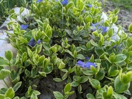 Barwinek z białą obwódką ZIMOZIELONY 5 SZTUK