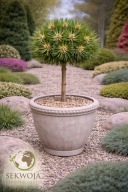 Sosna czarna 'Lesisko' Pinus nigra UROCZA NA WYSOKIM PNIU 110 cm