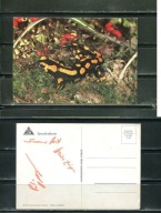 K16703) Karta zwierzecia: Salamandra plamista