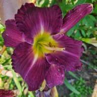 Liliowiec Irysh Iluminator