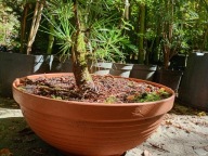 Sosna śródziemnomorska okaz na taras w misie inna