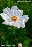 ONĘTEK BIAŁY SENSATION (KOSMOS BIAŁY) SADZONKA W POJEMNIKU MIODODAJNA