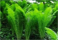 Paproć ogrodowa sadzonka 20 cm z gołym korzeniem na skarpy pod drzewa