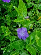 barwinek większy, doniczka XXL,zadarnia