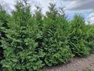 Thuja Brabant 300-450 cm tuja żywopłot transport