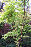 Klon Sango kaku palmowy VX szczepiony 220 CM japoński żółty JESIENIĄ inny