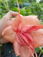 Brugmansia datura, Dalens Pink Amour