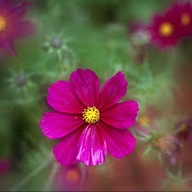 ONĘTEK KOSMOS RÓŻOWY sensation dazzler SADZONKA z golum korzeniem 50 szt