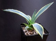 Kaktusy! - Agava americana 'Nova' - RARYTAS!!!