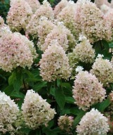 Hortensja Sweet Summer (hydrangea paniculata 'Sweet Summer') C3 50cm