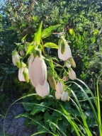 Dzwonek kropkowany biały bylina wysoka dzwonki białe na rabatę sadzonka