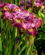 IRYS MISS APPLE czerwone odcienie KOSACIEC WYJĄTKOWE BARWY sadzonki