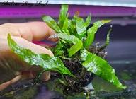 Bolbitis sp.Long Leaf -kolekcja - od fibell