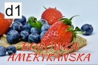 BANER SPRZEDAŻ BORÓWKI BORÓWKA 100x50 3